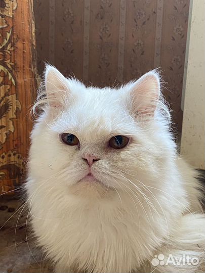 Кот шотландский