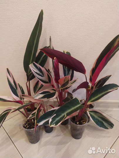 Строманта триколор