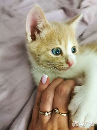 Котята ищут дом