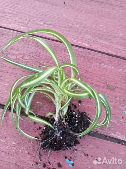 Хлорофитум кудрявый бонни/каллизии