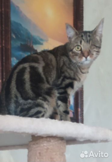 Молоденький котик