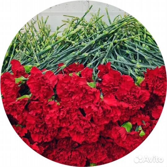 Гвоздика красная
