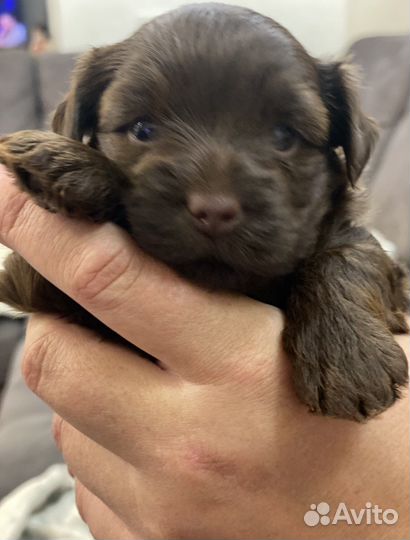 Щенки шоколадного йорка