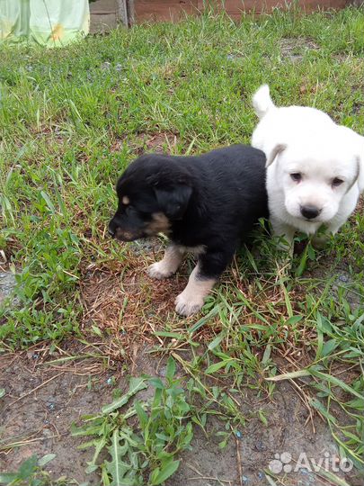 Щенки, собочата