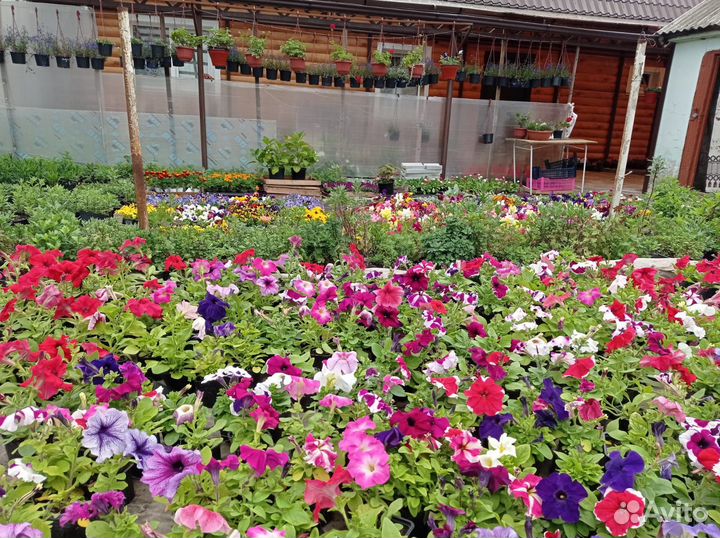 Цветы петунии рассада