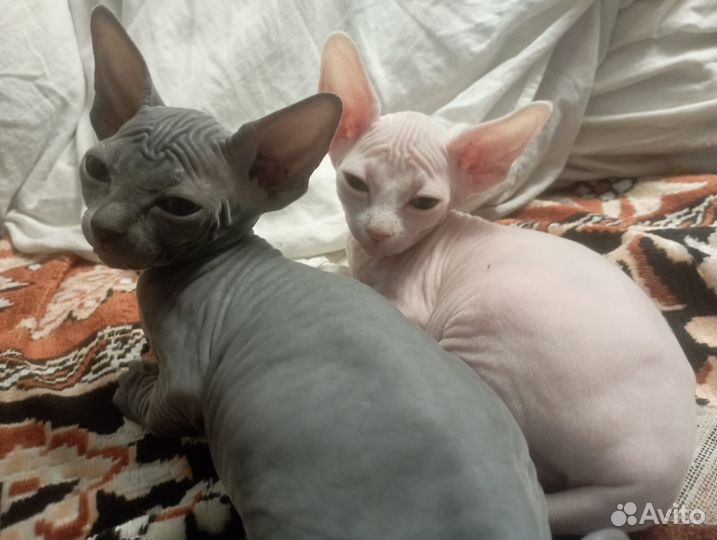 Донской сфинкс