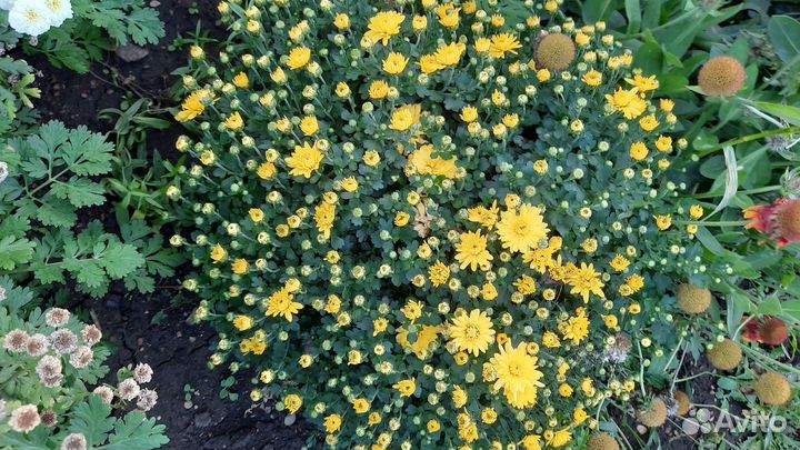 Хризантемы мультифлора