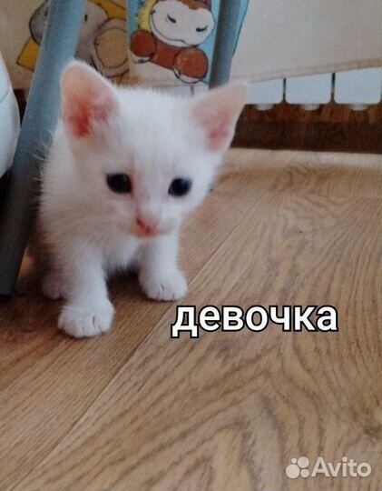 Котята без породы