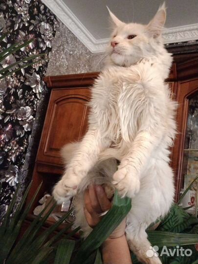 Котята мейн-кун