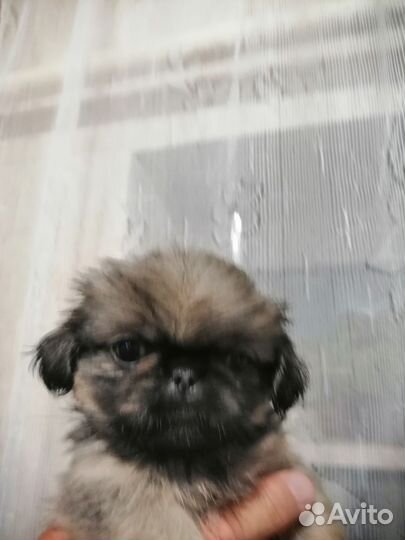 Щенки пекинеса