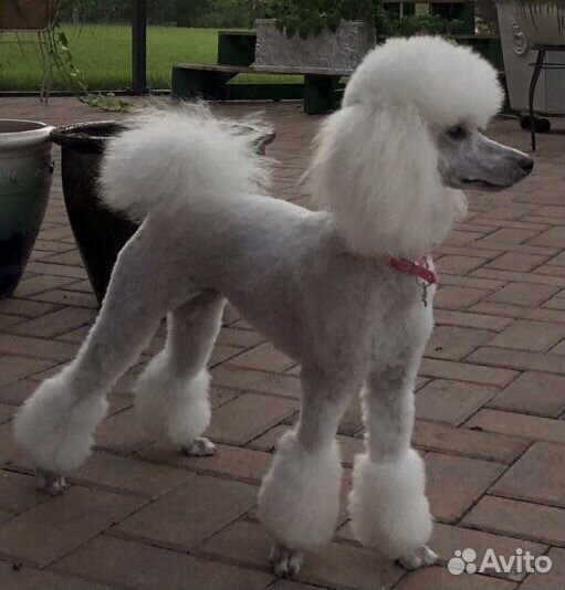 Стрижка кошек. Стрижка собак. Экспресс линька