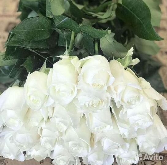 Высокие розы 150 160 170 180 190см доставка Москва