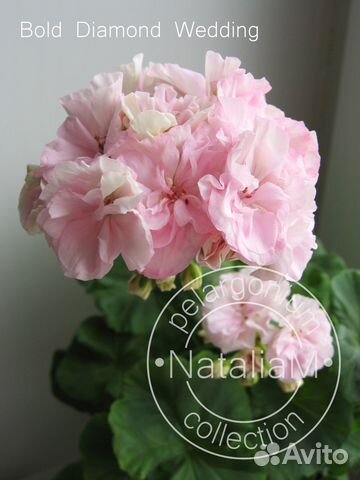 Сортосерия Bold пеларгония (герань)