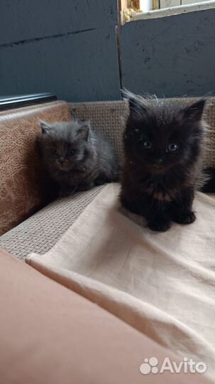 Невская маскарадная