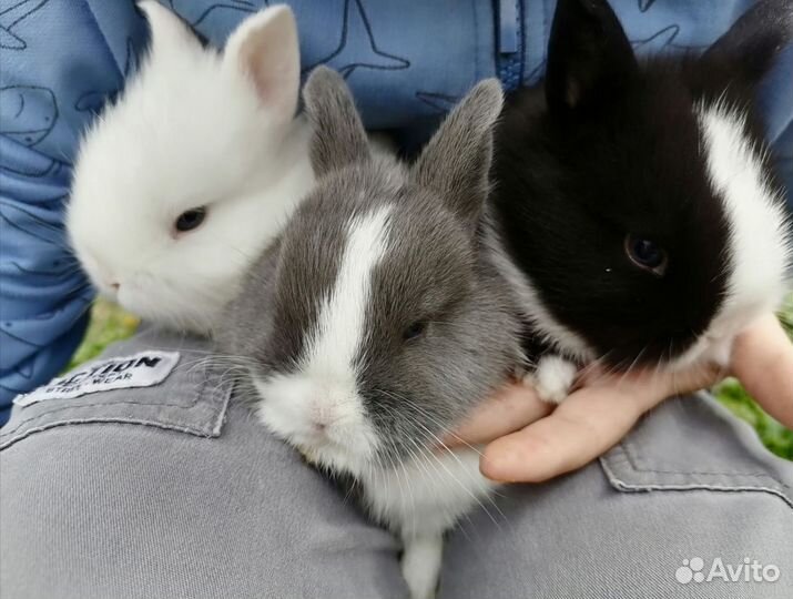 Декоративные кролики в добрые руки