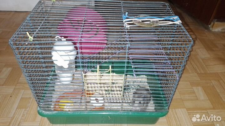 Сирийский хомяк с клеткой