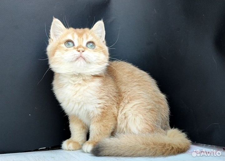 Девочка, ny12