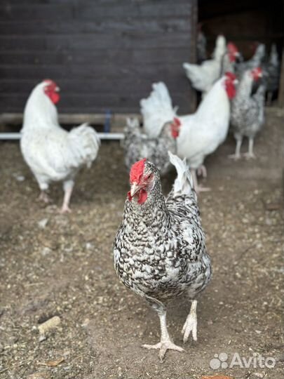 Инкубационное яйцо Пушкинская