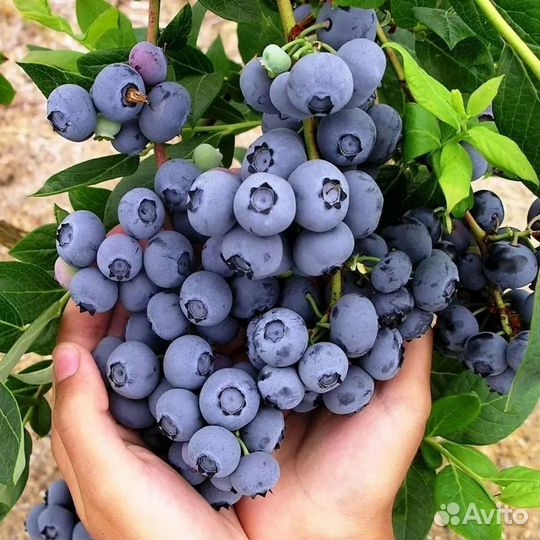 Саженцы голубики