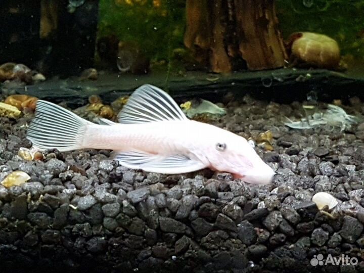 Номерной сом L-144 Snow White