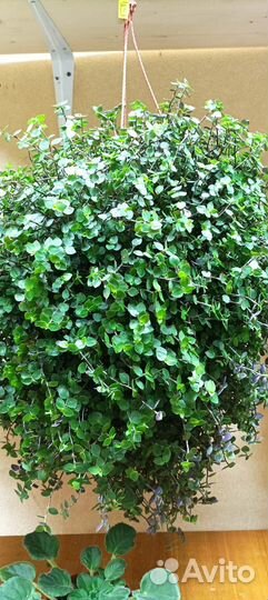 Комнатные цветы в наличии и под заказ