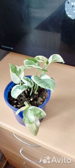 Комнатные растения