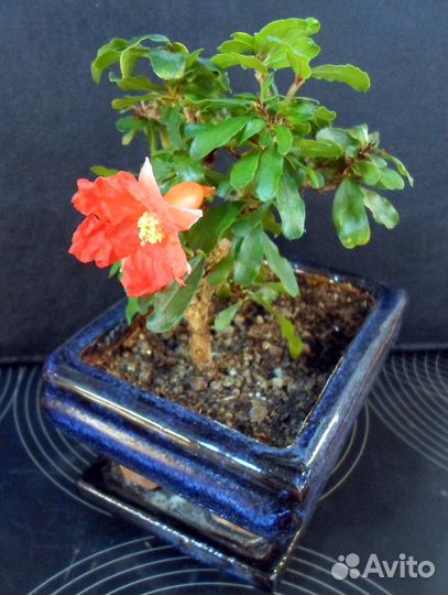 Гранат Нана