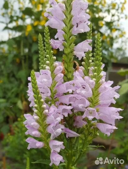 Физостегия Виргинская