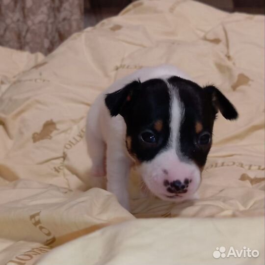 Продаются щенки