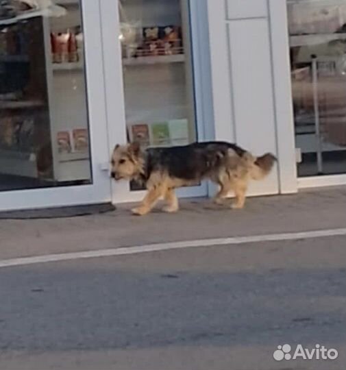 Малышка в поисках дома
