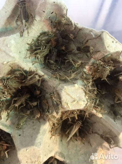 Сверчки живые