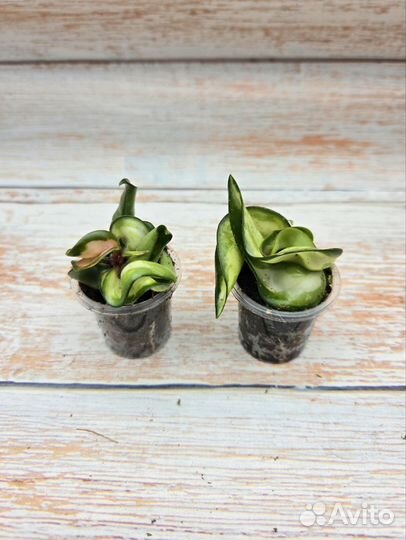 Хойи мелколистные-4