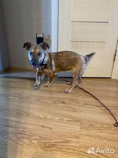 Щенок девочка