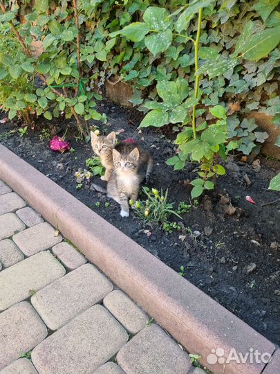 Отдам котят