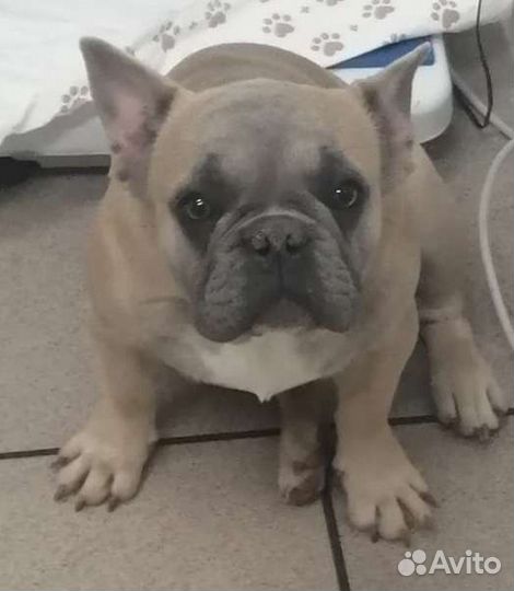 Французский бульдог