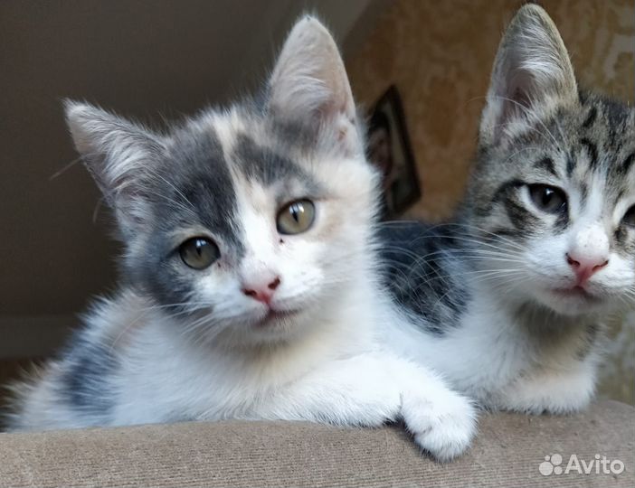 Котенок в добрые руки