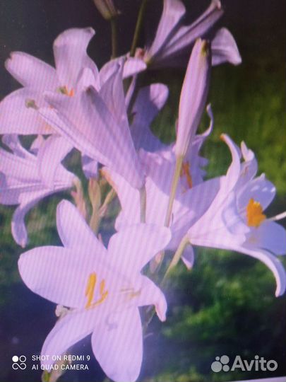 Луковицы лилии кандидум