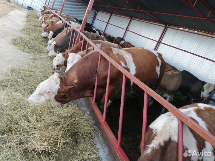 Быки на мясо живым весом