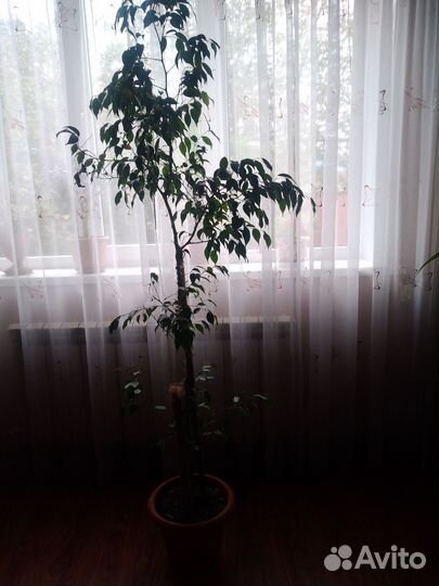 Цветы комнатные