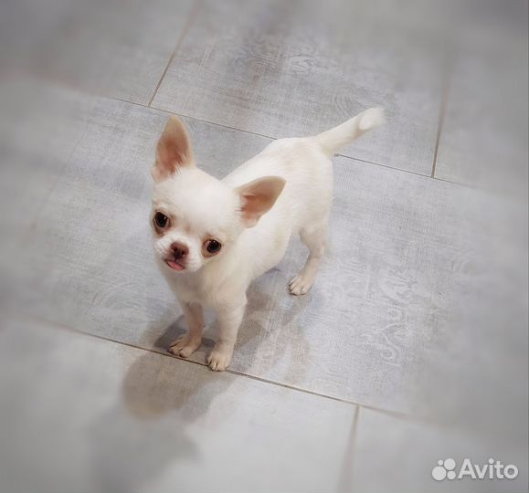 Мини Чихуахуа щенок