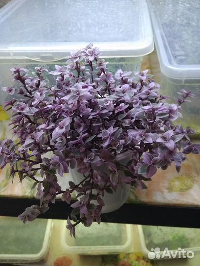 Каллизия розовая пантера