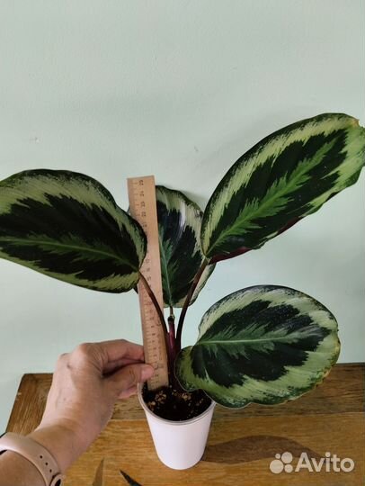 Калатеи: Марион и Флейм Стар