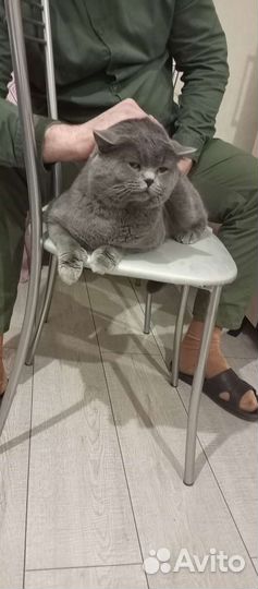 Британский кот вязка