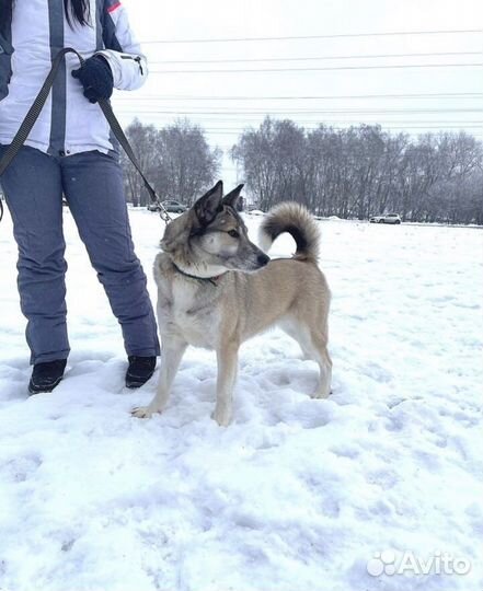 Дейзи из приюта ищет хозяина