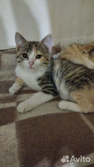 Трехцветка