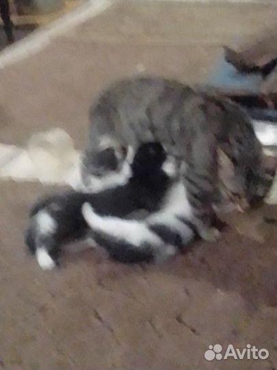 Кошки в добрые руки бесплатно
