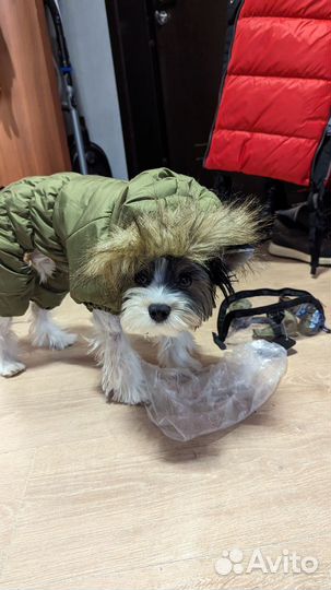 Зимний костюм для собак