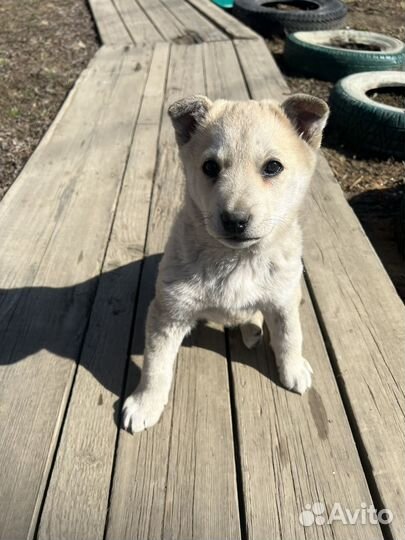 Щенок девочка в добрые руки