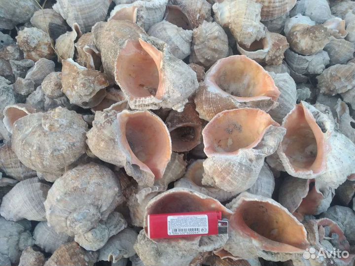 Ракушка рапана