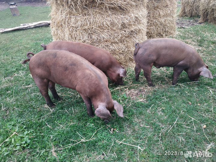 Поросята дюрок 5 мес